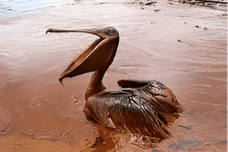 A pelican is swimming in the water.